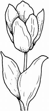 Tulpe Tulip Kolorowanki Tulipe Tulipan Tulipano Kolorowanka Druku Tulipani Stampare Tulips Supercoloring Malvorlage Tulp Kleurplaat sketch template