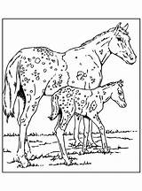 Coloring Appaloosa Horse Paard Horses Pages Head Kleuren Nl Template Kleurplaatjes sketch template
