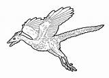 Diatryma Dinosaurs Archaeopteryx sketch template