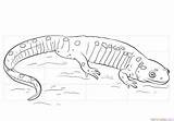 Salamander Salamandra Spotted Ausmalbilder Colorare Amphibien Disegni Dibujar Supercoloring Coloringbay Printable Malvorlagen sketch template