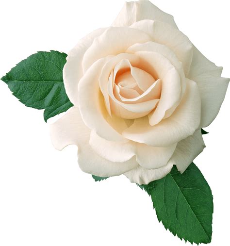 white rose png  image png mart