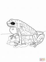 Frog Dart Poison Loudlyeccentric Bullfrog sketch template