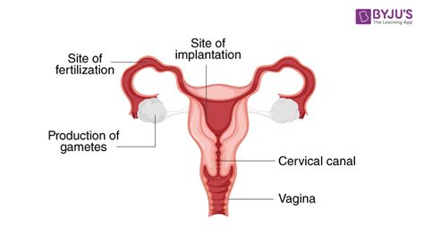 ncert exemplar solutions class 12 biology chapter 3 human production