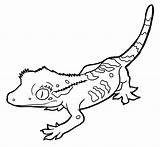 Gecko Crested sketch template