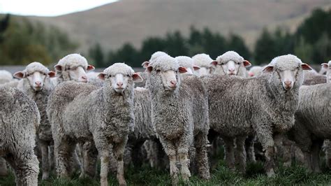 australian wool wanted  fill booming demand  nz brands