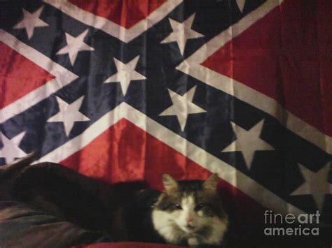 reclining rebel cat photograph by frederick holiday fine art america