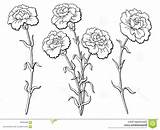 Carnation sketch template