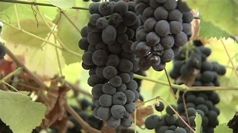 good news  wine lovers napas harvest yields high quality grapes
