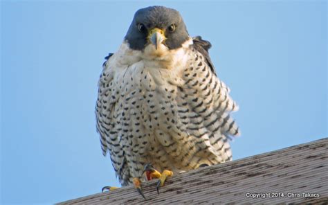 meadowlands cbc peregrine  meadowlands nature blog