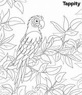 Macaw Coloring Printables Activity Along Bird Follow Drawing sketch template