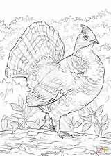 Coloring Grouse Ruffed Pages Drawing Bird sketch template