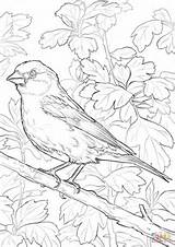 Coloring Bird Hampshire Finch State Purple Pages Lilac Printable Birds Drawing Finches Supercoloring America North Categories sketch template