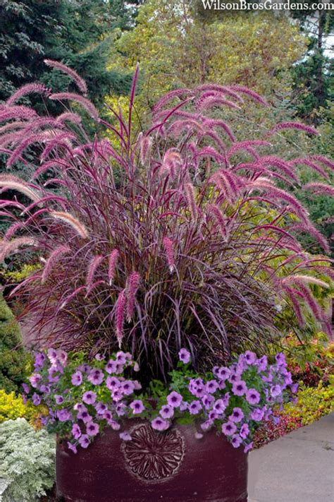 pennisetum setaceum rubrum purple fountain grass