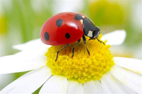 acrylic daisy   ladybug art collectibles etnacompe