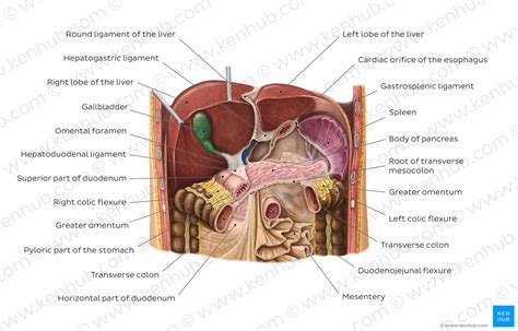 Diagram Pictures Liver In Situ Anatomy Kenhub