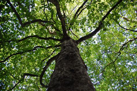 gcp de bomen van dronten  een grillig uiterlijk unknown cache  flevoland netherlands