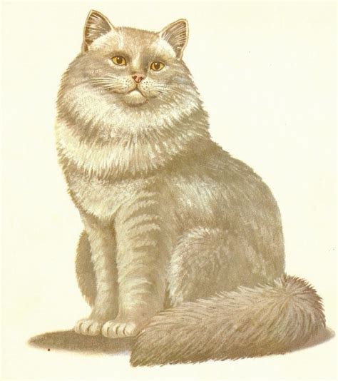 large vintage picture flashcard cat