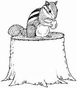 Chipmunk Coloring Pages Tree Stump Drawing Chipmunks Nut Eating Trunk Printable Animals Line Paper Popular sketch template