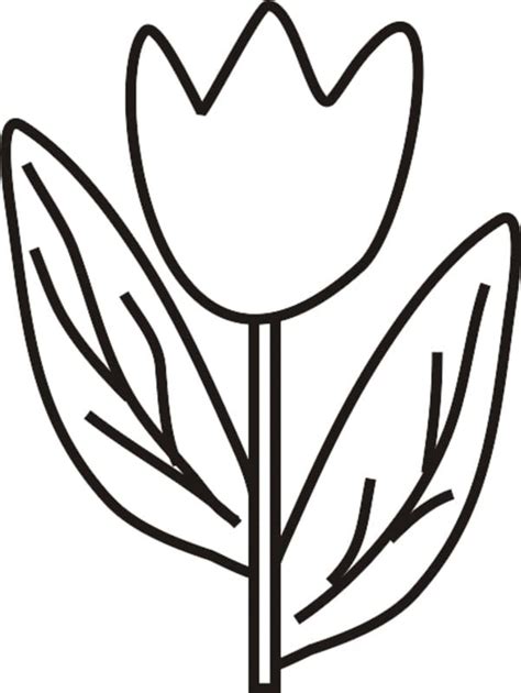 simple tulip coloring page  print  color