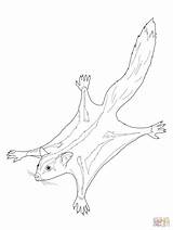 Sugar Glider Coloring Pages Possum Colouring Drawing Gliders Printable Color Print Animals Australian Drawings Template Line Animal Realistic Possums Pattern sketch template