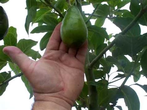 avocado mexicola grande fruit youtube