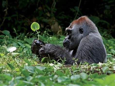silverback gorilla gorilla silverback gorilla primates  beautiful animals beautiful