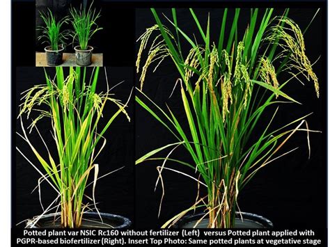 bacteria mixed biofertilizer enhances rice growth philippine