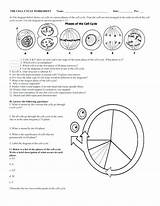 Cycle Worksheet Cell Coloring Answer Key Briefencounters Definitely These sketch template