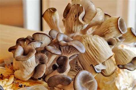 rainydaygarden grow   mushrooms update  wan chi lau june