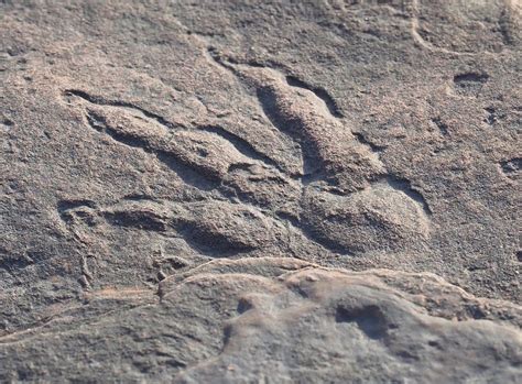 Girl Finds 220 Million Year Old Dinosaur Footprint On