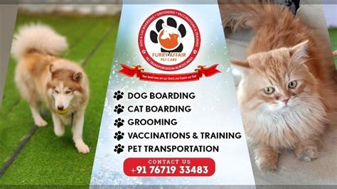 furry affair pet care boarding grooming  dogs cats pet