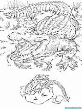 Alligator Crocodile Mewarnai Prairie Malvorlagen Rampage Krokodil Reptilien Colouring Peachey Zeichnen Ausmalen Realisticcoloringpages Bestofcoloring Krokodile sketch template