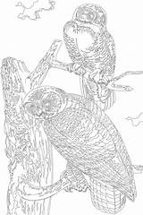 Audubon Rawpixel Gogh sketch template
