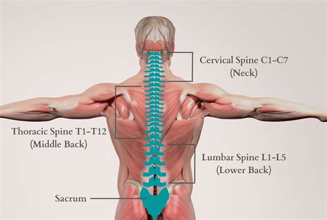 symptoms   treatment  thoracic pain spinal backrack