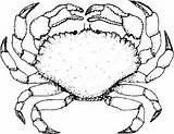 Crab Dungeness Drawing Getdrawings sketch template