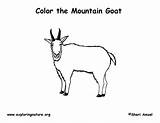 Coloring Goat Mountain Exploringnature sketch template