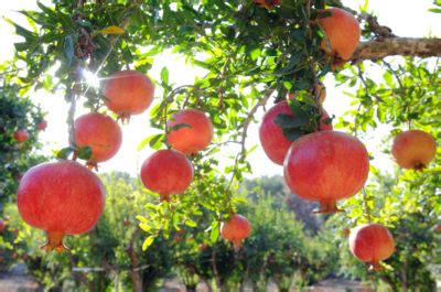 grow  enjoy pomegranates survival   news