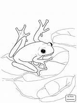 Frog Coloring Coqui Tree Pages Green Frogs Printable Drawing American Red Bullfrog Dart Eyed Poison Adults Rico Puerto Puzzle Color sketch template