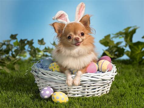 image gallary  beautiful happy easter wallpapers  desktop