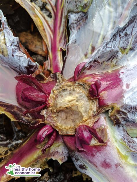 cabbage harvesting hack  doubles yield healthy home economist