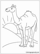 Desert Camel Coloring Pages Sahara Color Animal Drawing Clipart Habitat Printable Kids Cartoon Colouring Standing Online Clip Animals Bestcoloringpages Arabian sketch template