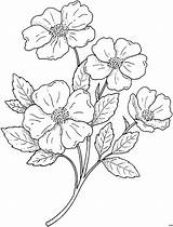 Blumen Blueten Blume Malvorlage для рисунки цветы Ausmalbild Dogwood Riscos sketch template