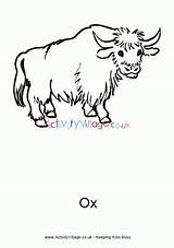 Ox Colouring Malvorlagen Weihnachten Designlooter sketch template