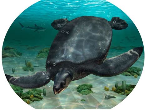million year  turtle     largest    lived
