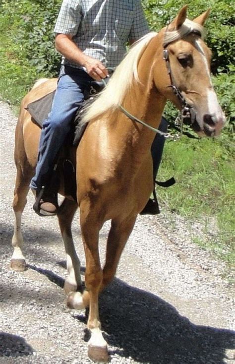tennessee walking horse  equinenow