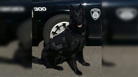 raynham police department mourns passing    kyro boston news