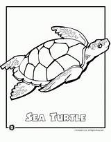 Coloring Sea Turtle Pages Endangered Animal Animals Ocean Sheets Printable Turtles Drawing Kids Colouring Species Color Baby Activities Print Earth sketch template