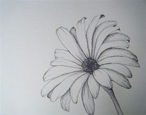 flower sketch illustration  imagination pinterest flower