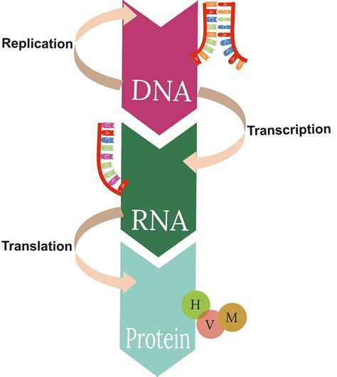 discovered central dogma