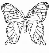 Farfalle Schmetterling Borboleta Papillon sketch template